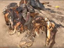  britanija misteriozno biće more izbacilo okean foto video