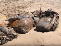  britanija misteriozno biće more izbacilo okean foto video