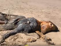  britanija misteriozno biće more izbacilo okean foto video