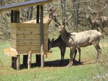 POSLE POLA VEKA opet se čuje rika jelena na Zlataru! A tek kada čujete ko će još biti na planini...  (FOTO)