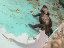 Životna priča aligatora Muje