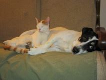 Trovanje pasa otrovani psi u selu Slanci foto