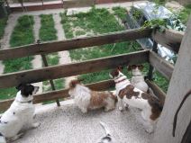 Trovanje pasa otrovani psi u selu Slanci foto