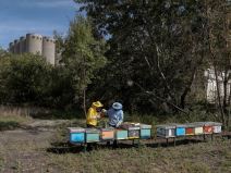 Pčelarstvo pčele u Beogradu med košnice na Dorćolu