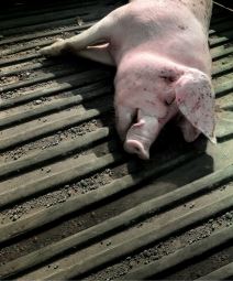 Virus srbija zemlja visokog rizika afrička kuga svinja