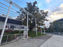 Beograd najstarije drvo na cvetnom trgu