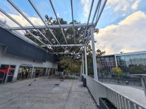 Beograd najstarije drvo na cvetnom trgu