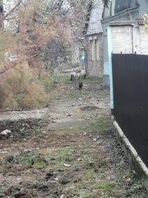 prasici na ulici backo petrovo selo fotografije