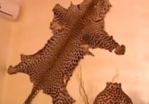 pevaci i pevacice kuće jelena karleuša,katarina grujić, marta savić gde zive vile, dvorci, bazeni