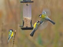 novogodisnje brojanje ptica zimsko takmicenje dzpps