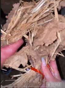 stanija dobrojevic decko marko markovic badnje vece foto