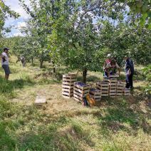 narucivanje domace hrane preko interneta