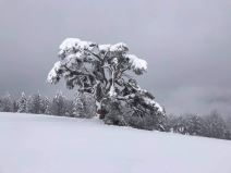 sveti bor kamena gora prijepolj srusio se pod snegom