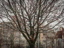 badnjak gde ga ostaviti posle bozica beograd baceni po ulici