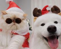 instagram macka i pas fotografije video