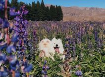 instagram macka i pas fotografije video