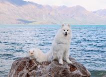 instagram macka i pas fotografije video