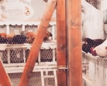 Kako izgleda kuća Novaka Đokovića na Kosmaju