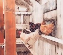 Kako izgleda kuća Novaka Đokovića na Kosmaju