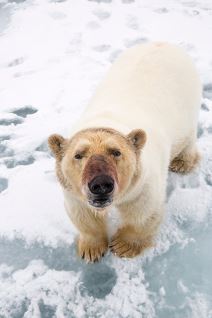 polarni beli medved arktik divlja životinja fotografije