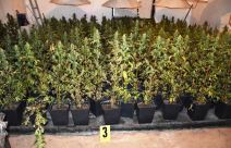 hapsenje obrenovac laboratorija marihuana 700 biljki trava ulje