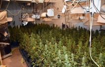 hapsenje obrenovac laboratorija marihuana 700 biljki trava ulje