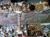 jestive pecurke u srbiji gljive otrovne trovanje jasmina glamoclija halucinogene