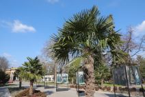 palme kalemegdan sadnice cvijeta zuzorić