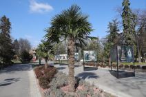 palme kalemegdan sadnice cvijeta zuzorić