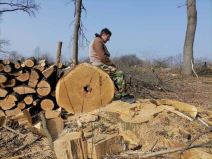 backa palanka seca drveca i suma u vojvodini vojvodinasume