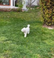 rados bajic raskosno imanje kuca gde zivi 