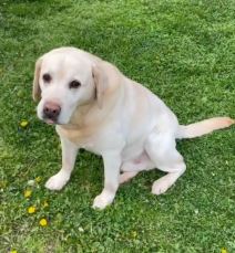 rados bajic raskosno imanje kuca gde zivi 