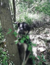 obeseni psi u sumi sabac