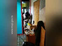 topola policija otkrila laboratoriju za uzgoj marihuane video snimak 