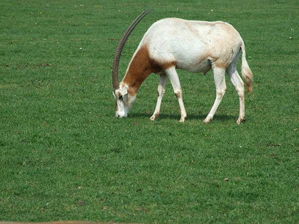 Sofija Loren provela 15 dana sa Titom, zbog nje uradio nešto što nije ni za ženu
