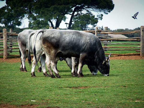 Sofija Loren provela 15 dana sa Titom, zbog nje uradio nešto što nije ni za ženu