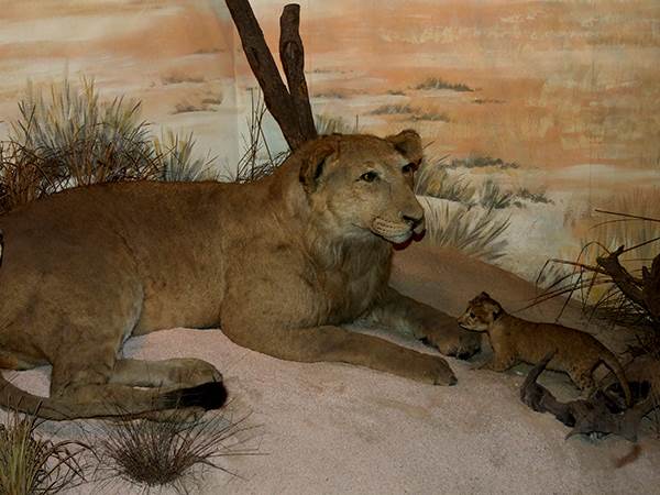 Sofija Loren provela 15 dana sa Titom, zbog nje uradio nešto što nije ni za ženu