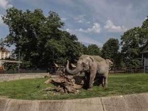 beo zoo vrt zoološki vrt fotografije