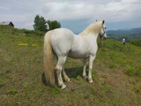 ivanjica grad grom ubio konja unisteni malinjaci