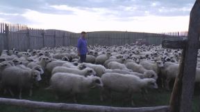 najvece stado ovaca na balkanu pester