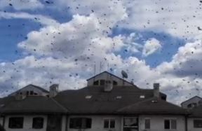 ose na bežanijskoj kosi foto
