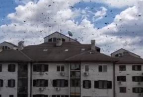 ose na bežanijskoj kosi foto