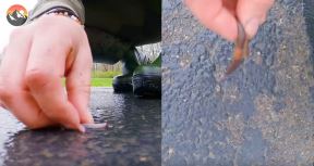 gliste kupovina prodaja i cena