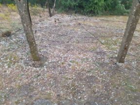 cacak nevreme vranici hrast