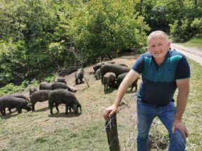 svinje koje daju najviše mesa