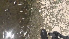 pomor ribe kod požege