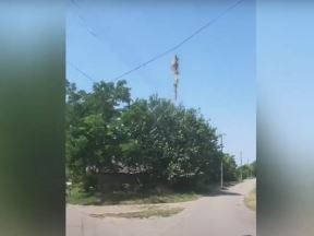 obešene mačke (2)