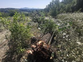 Kamion, cacak, prevrnuo se kamion kod cacka (4)