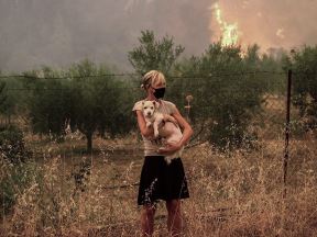 evija,-požar,-beograđanka