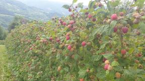 Organske maline (4)